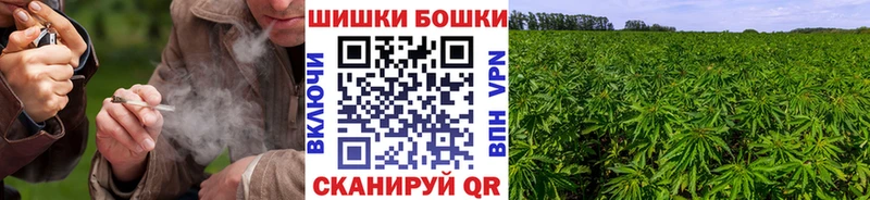 Каннабис планчик  как найти наркотики  Находка 